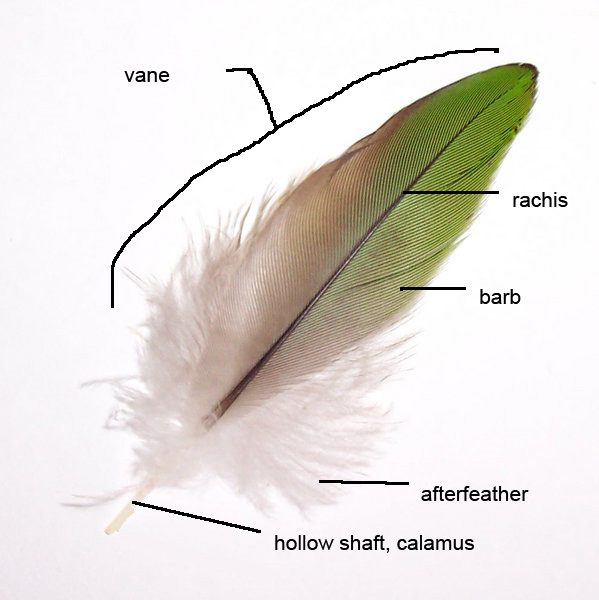 parts_of_feather.jpg